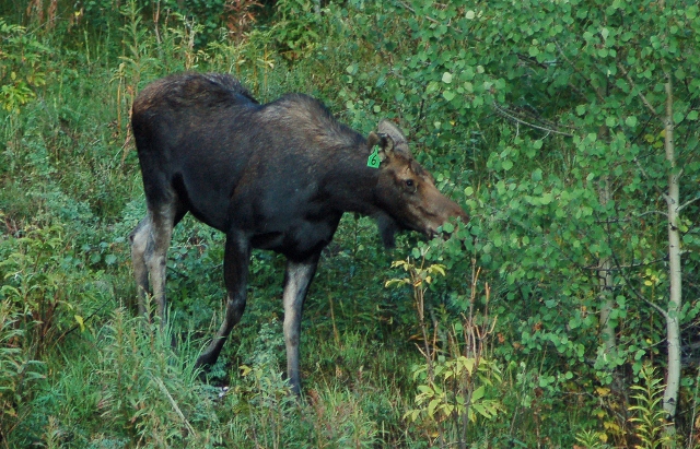a cow moose